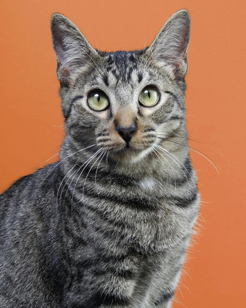 Gatita Luna