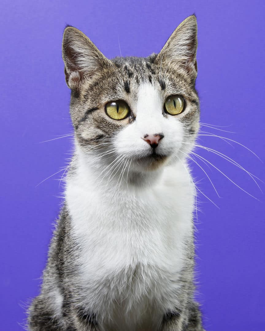 Gatito ex alumno de 31 Gatitos