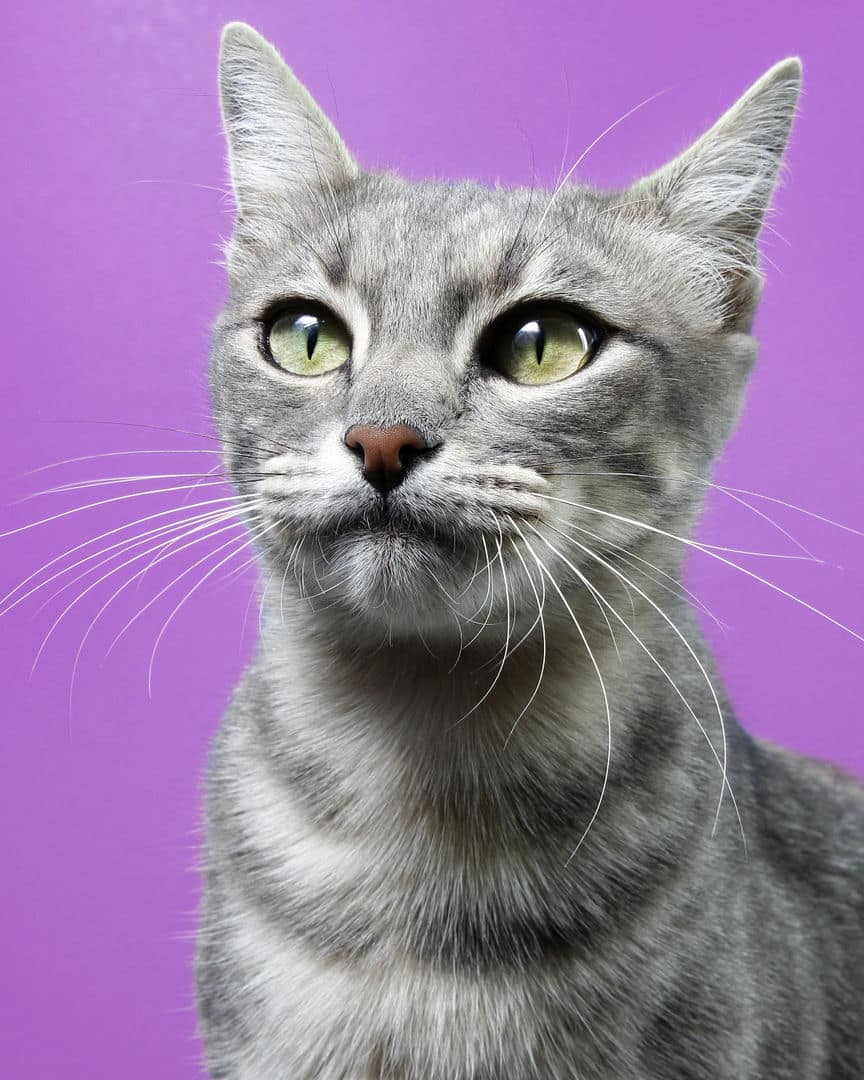 Gatito ex alumno de 31 Gatitos