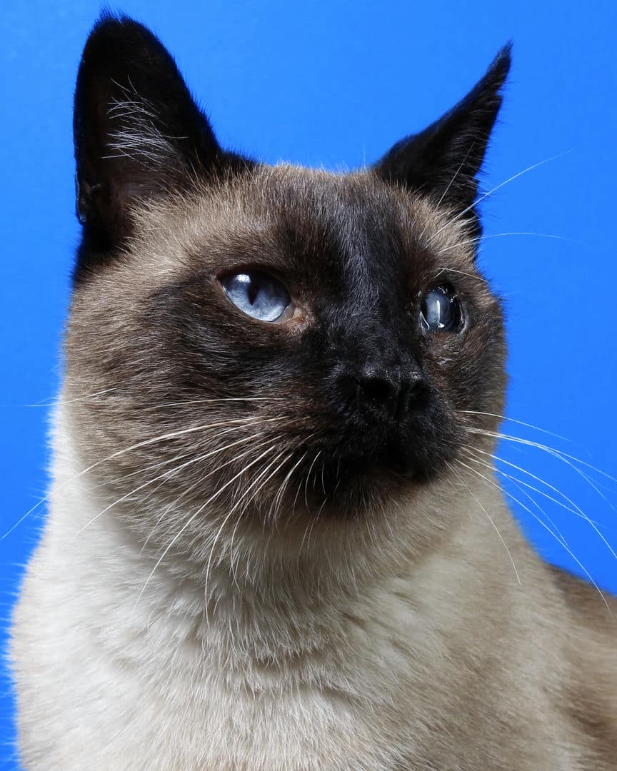 Gatito ex alumno de 31 Gatitos