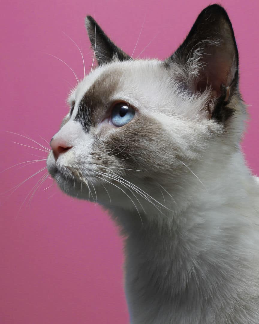 Gatito ex alumno de 31 Gatitos
