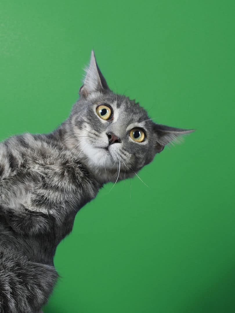 Gatito ex alumno de 31 Gatitos