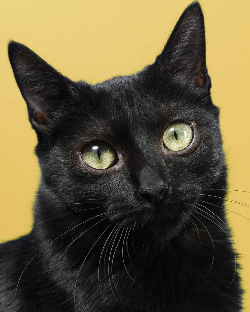 Gatito ex alumno de 31 Gatitos