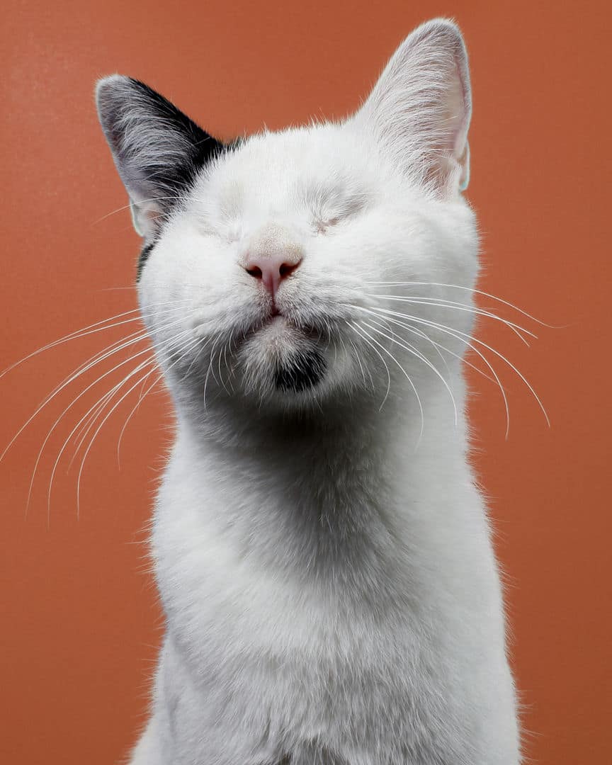 Gatito ex alumno de 31 Gatitos