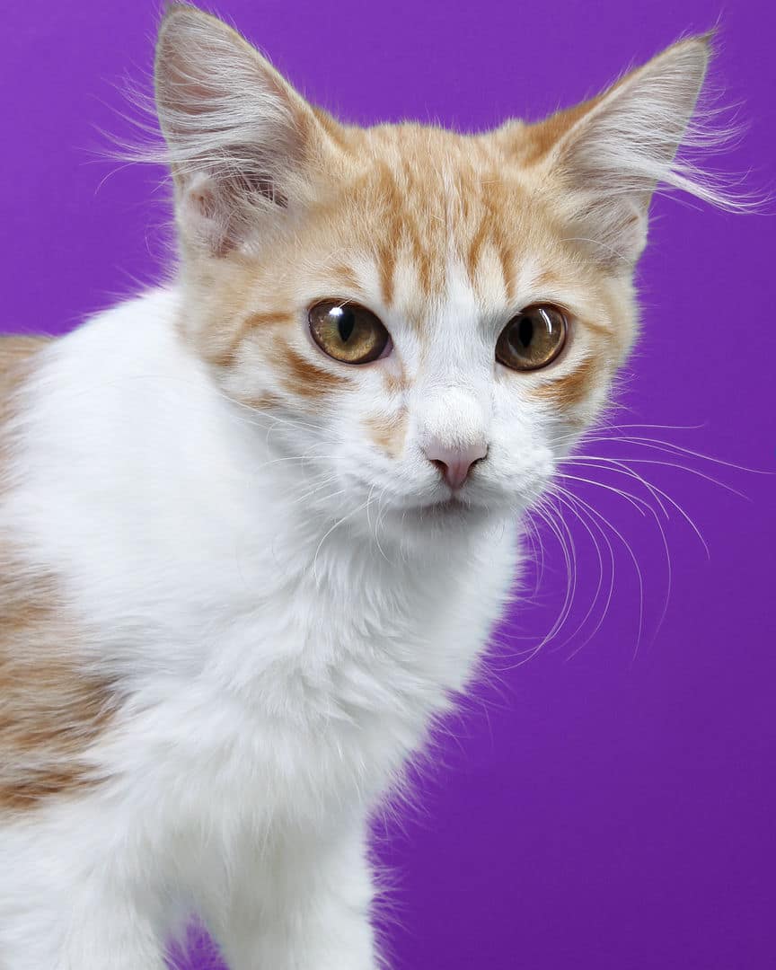 Gatito ex alumno de 31 Gatitos
