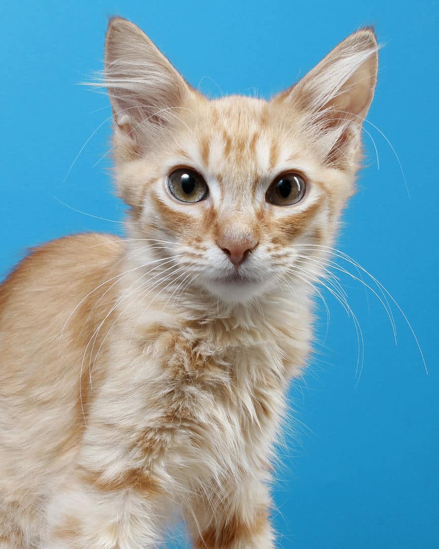 Gatito ex alumno de 31 Gatitos