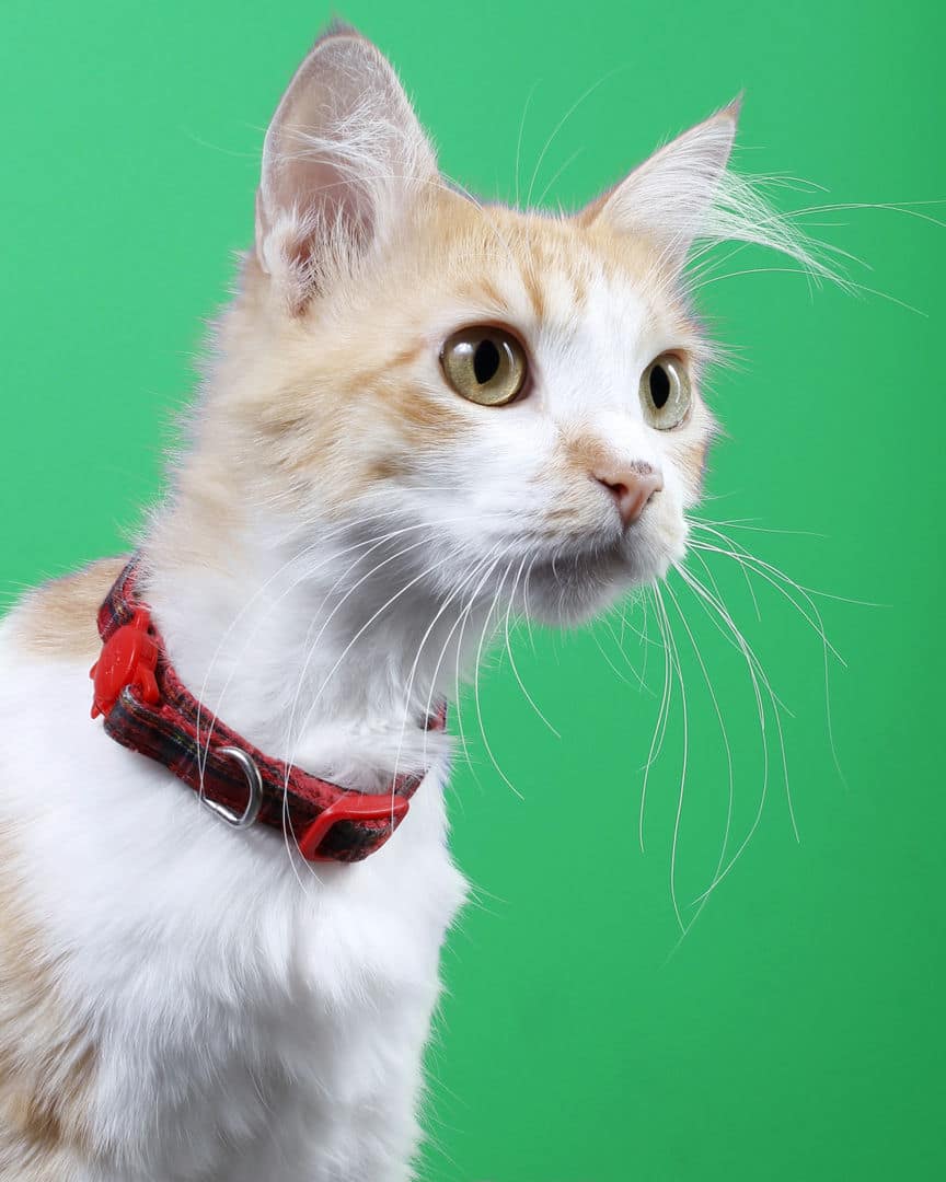 Gatito ex alumno de 31 Gatitos