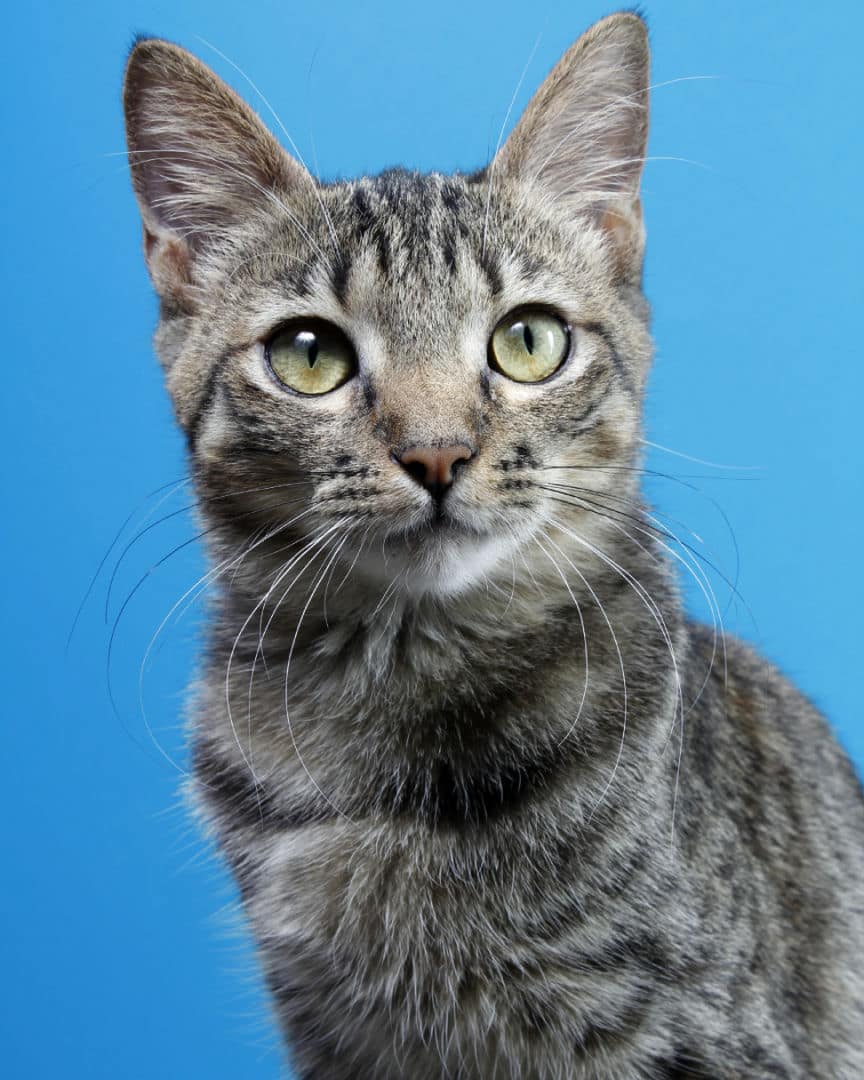 Gatito Milo
