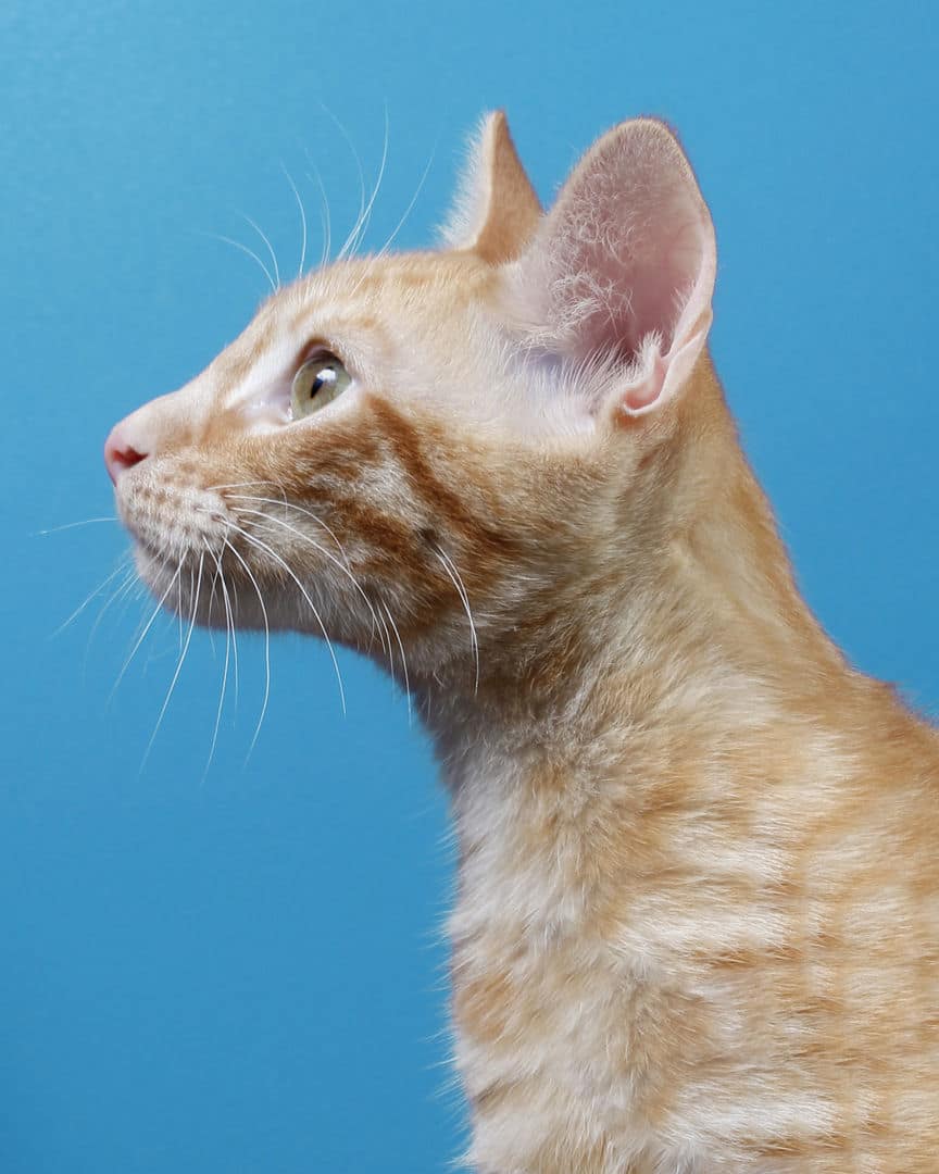 Gatito ex alumno de 31 Gatitos