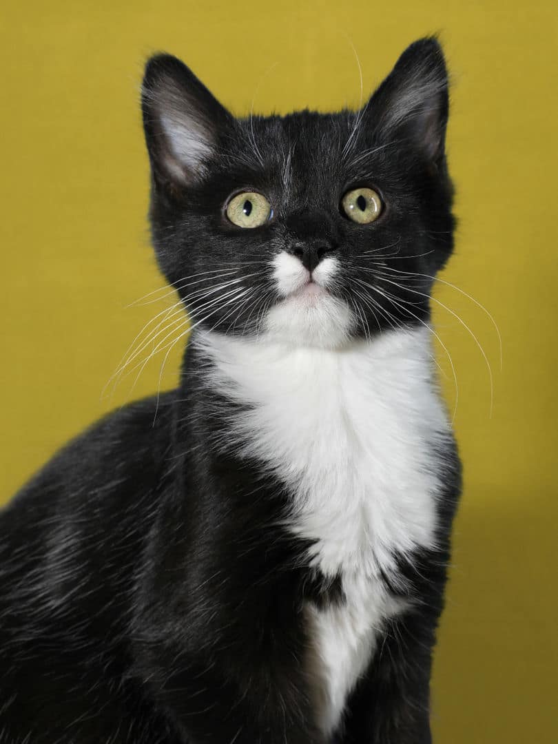 Gatito adorable de 31 Gatitos
