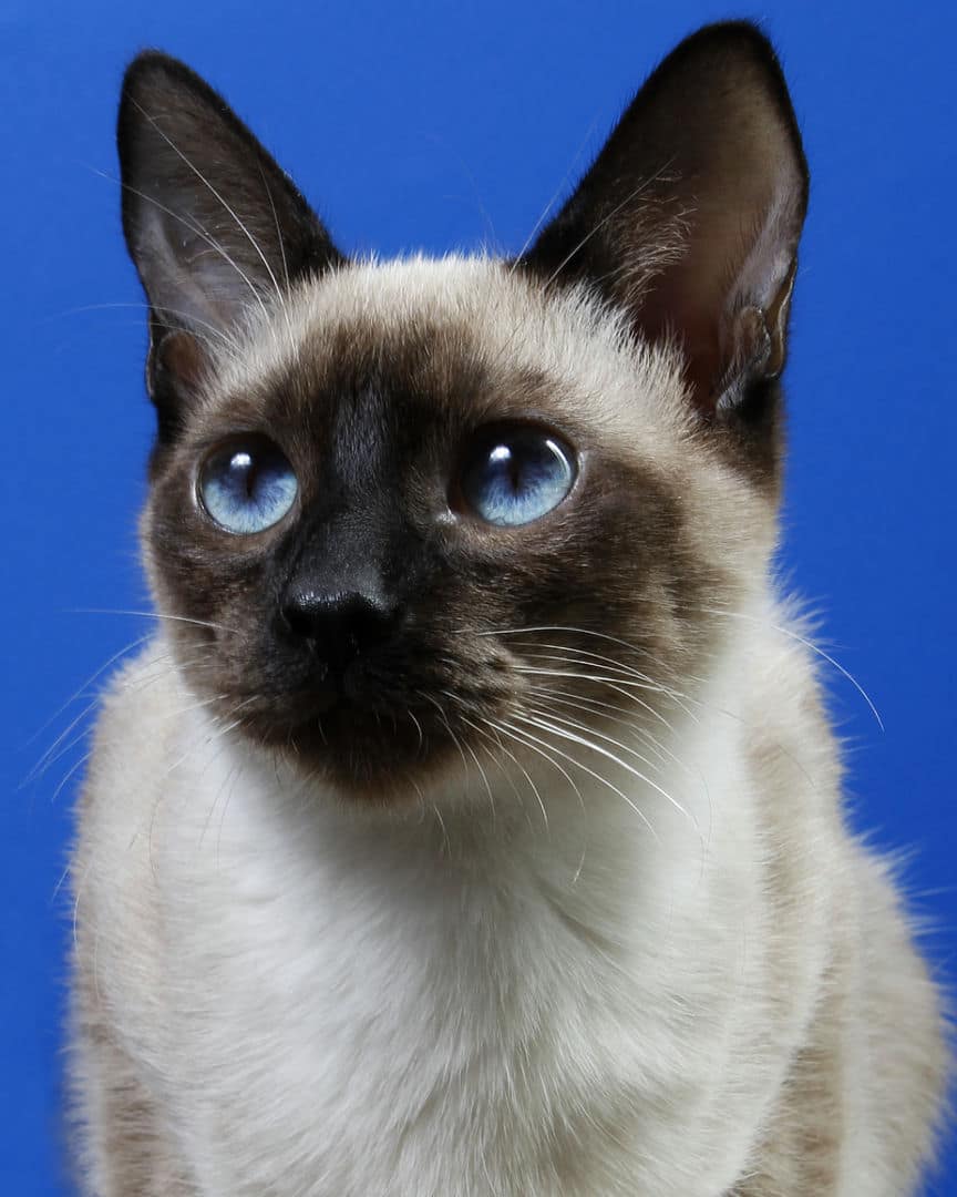 Gatito ex alumno de 31 Gatitos