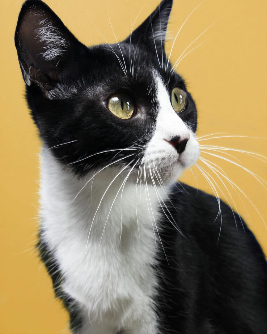 Gatita Nala