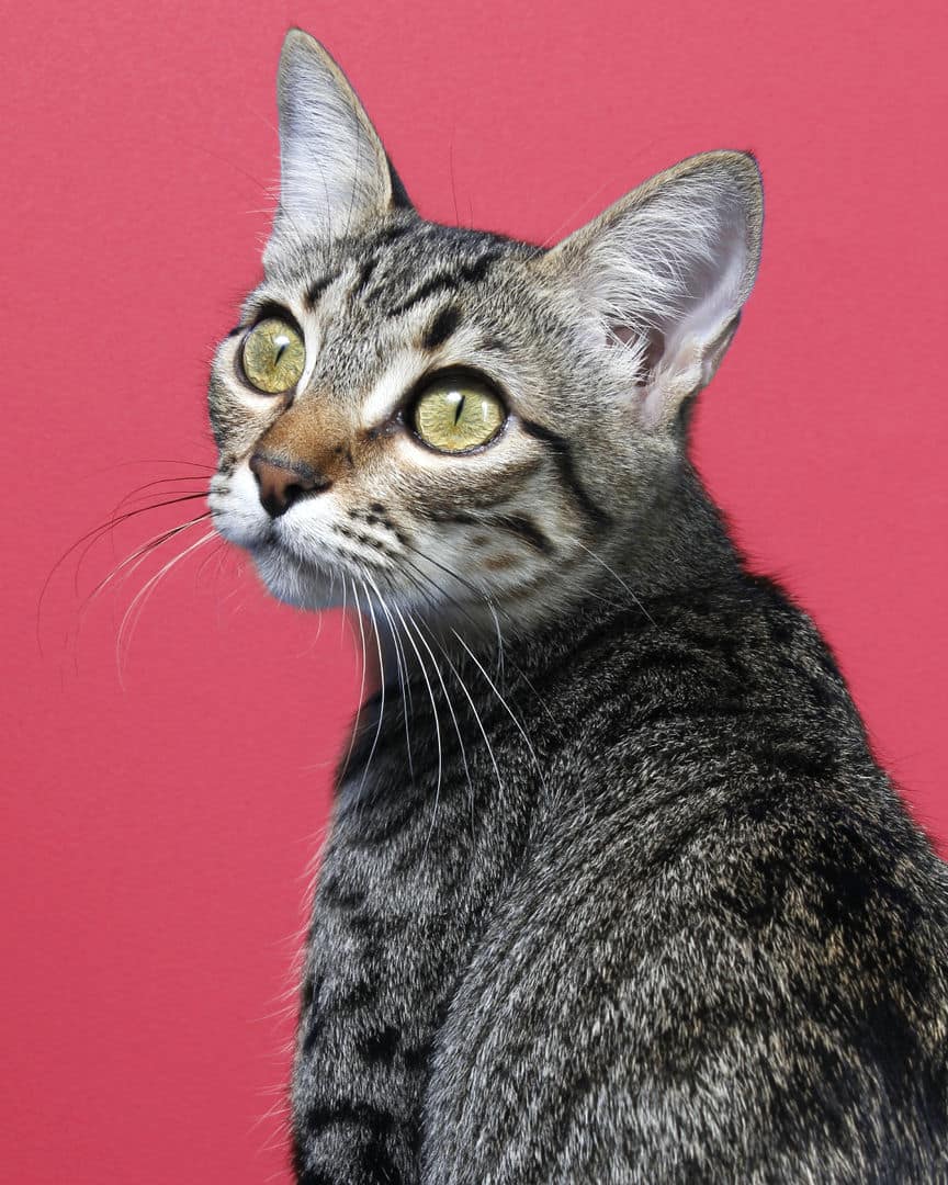Gatita Mía