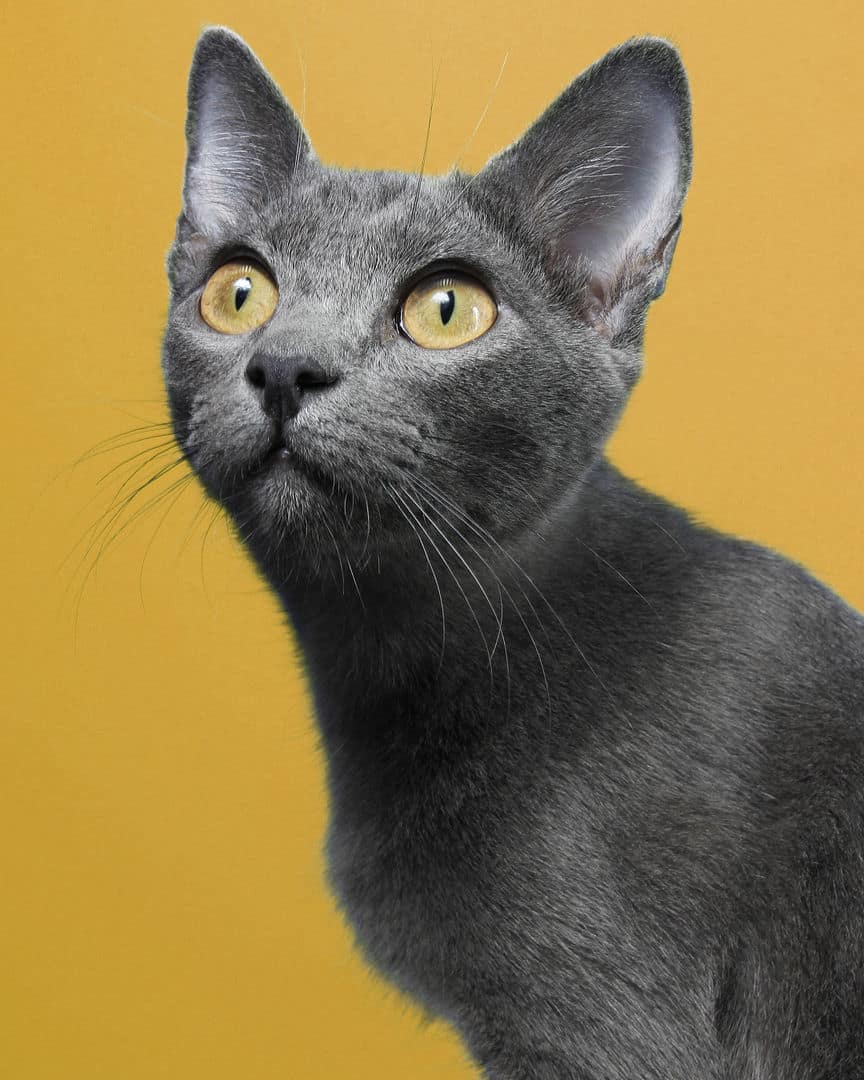 Gatito ex alumno de 31 Gatitos