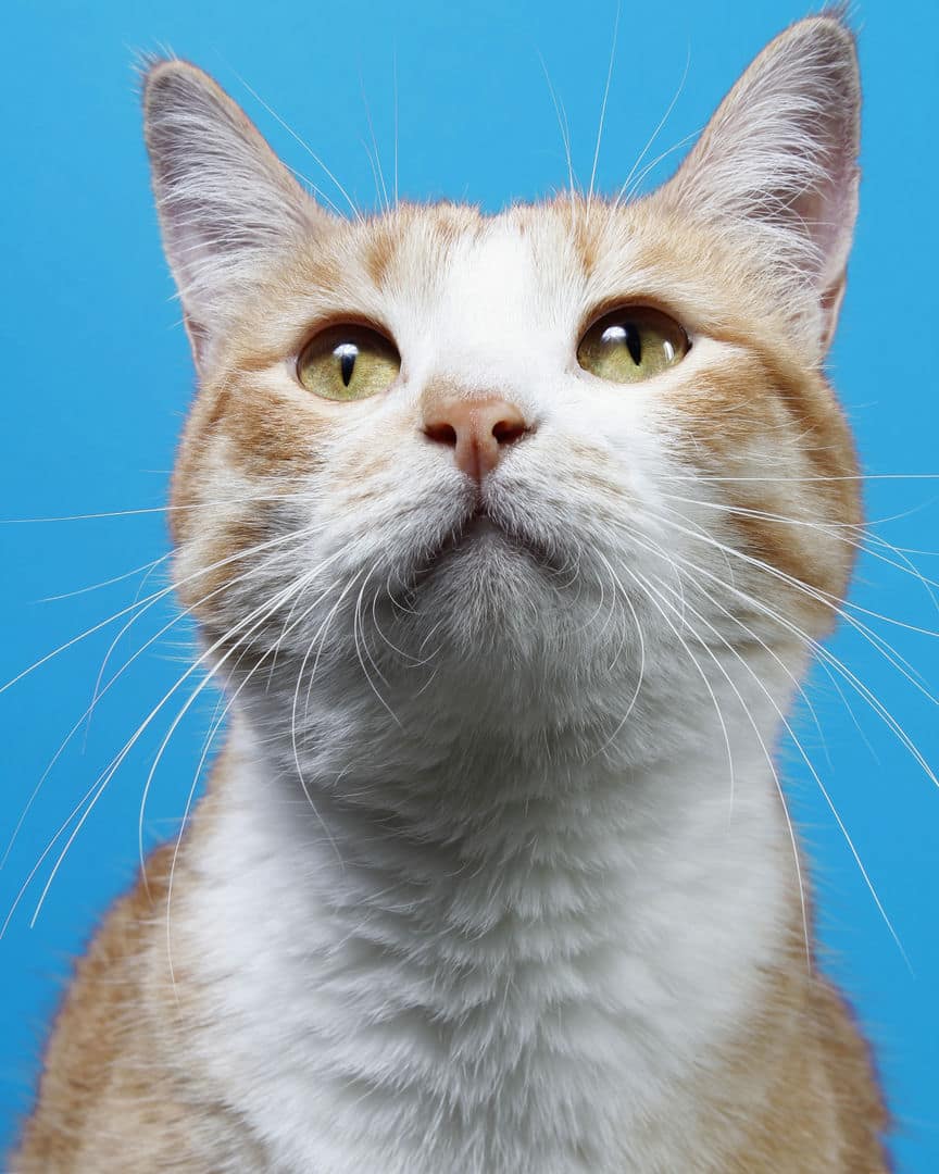 Gatito ex alumno de 31 Gatitos