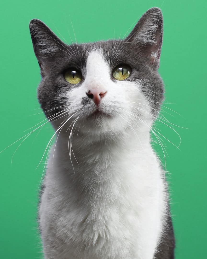 Gatito ex alumno de 31 Gatitos