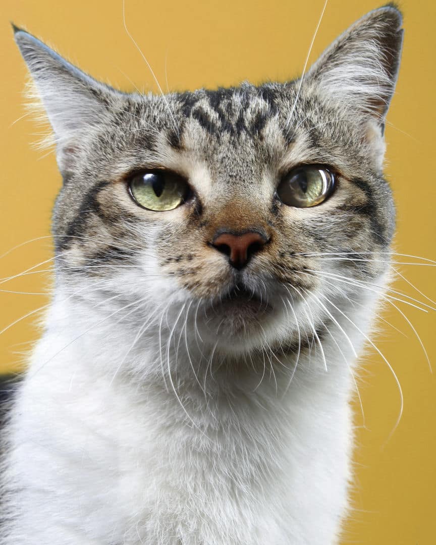 Gatito ex alumno de 31 Gatitos