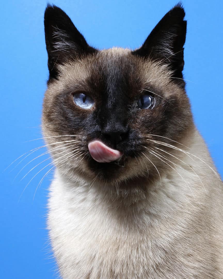 Gatito Zuko