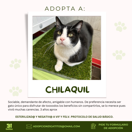 Chilaquil