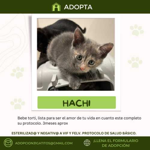 Fichas-adopcion-55