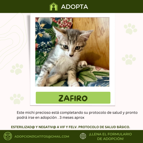 Fichas-adopcion-58