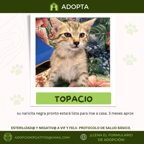 Fichas-adopcion-59