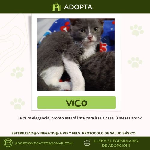 Fichas-adopcion-60