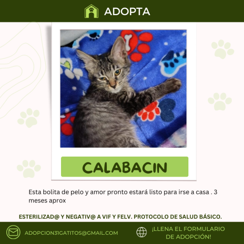 Fichas-adopcion-61