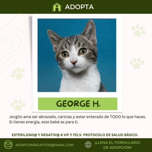 Georige-H