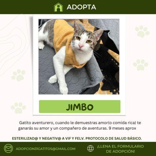 Jimbo