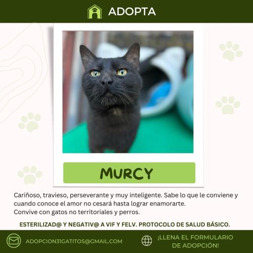 Murcy