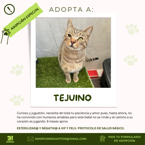 Tejuino