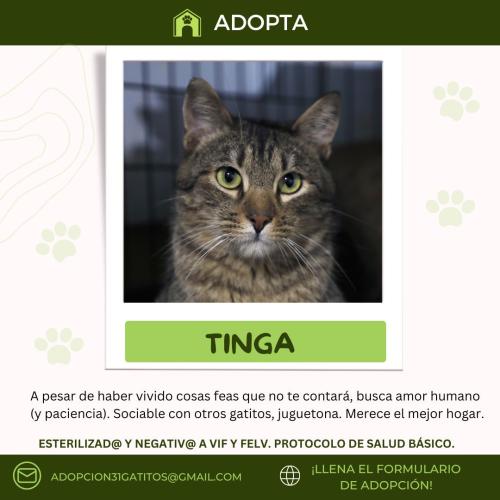 Tinga